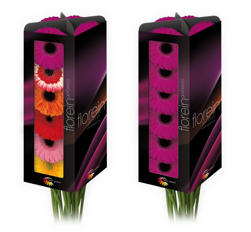4 vensters met kleuren-mix en 1 kleur | Florein gerbera's 4 vensters met kleuren-mix en 1 kleur | Florein gerbera's
