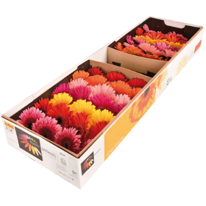 Gerbera droge doos | Florein Gerbera's
