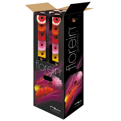 Gerberaquabox | Florein Gerbera's