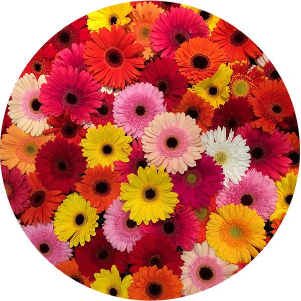 Gerbera kleurenmix | Florein Gerbera's Gerbera kleurenmix | Florein Gerbera's