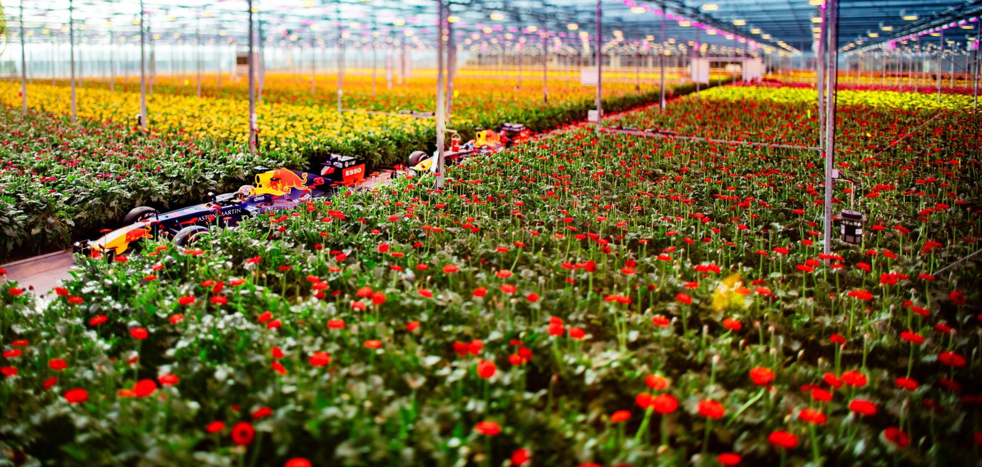 Kas impressie 1 | Florein Gerbera's