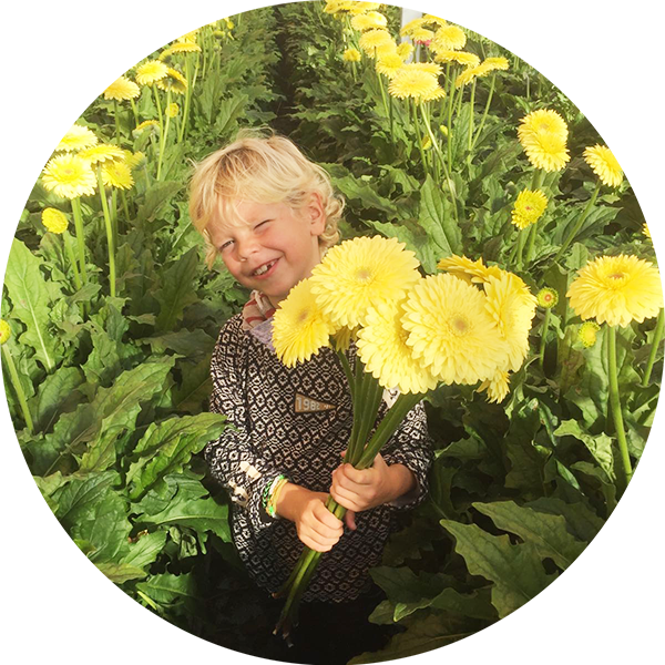 Zoon in de kas | Florein Gerbera's