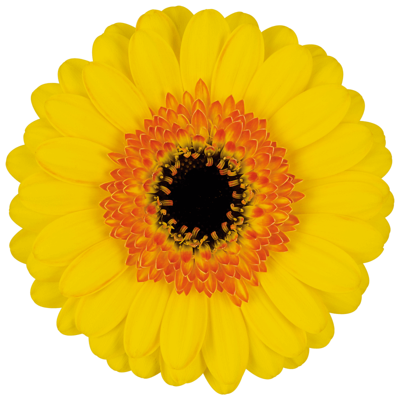 Dakar Germini | Florein Gerbera's