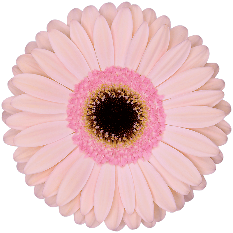 Alliance gerbera | Florein Gerbera's