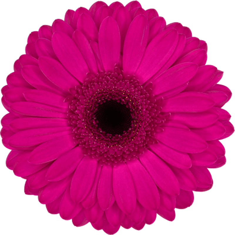 Bon Dia gerbera | Florein Gerbera's