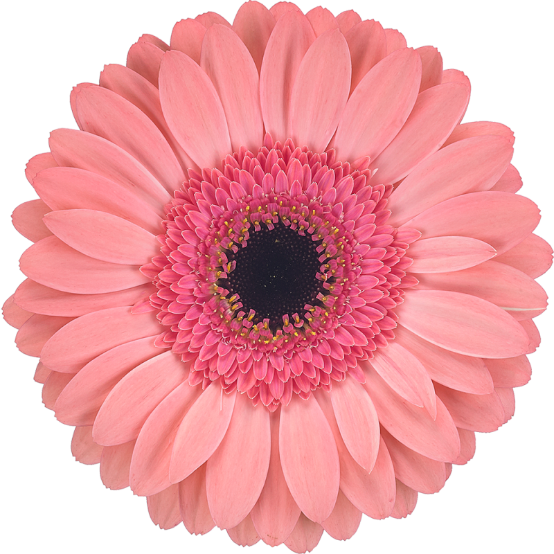 Debut gerbera | Florein Gerbera's
