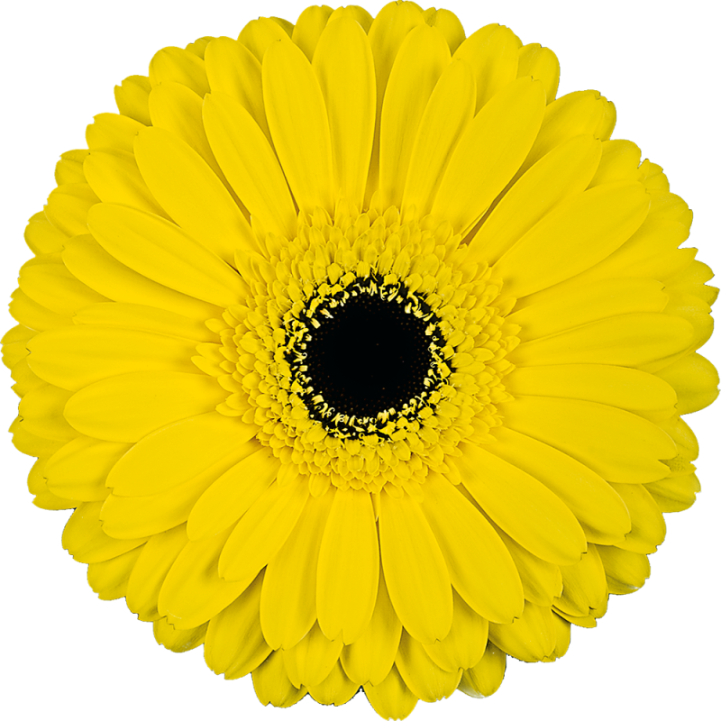 Don Leo gerbera | Florein Gerbera's