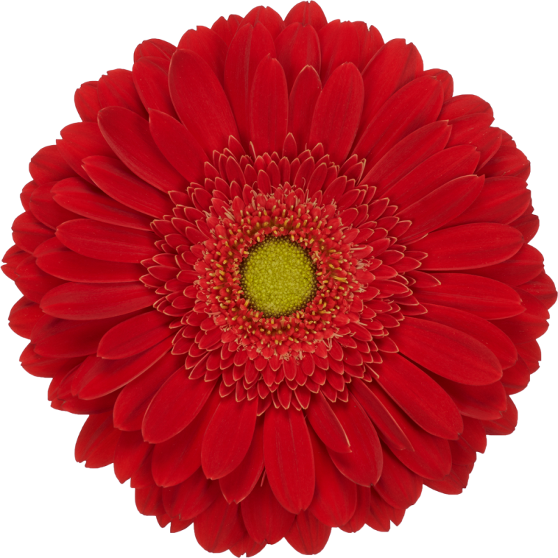 El Mundo gerbera | Florein Gerbera's