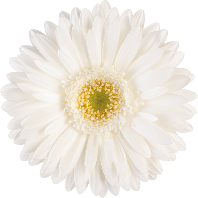 Pole Ice gerbera | Florein Gerbera's