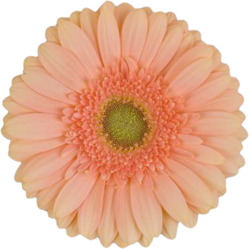 Pre Extase gerbera | Florein Gerbera's