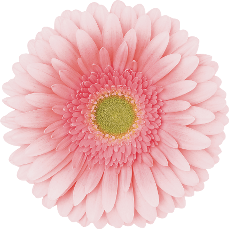Romella gerbera | Florein gerbera's