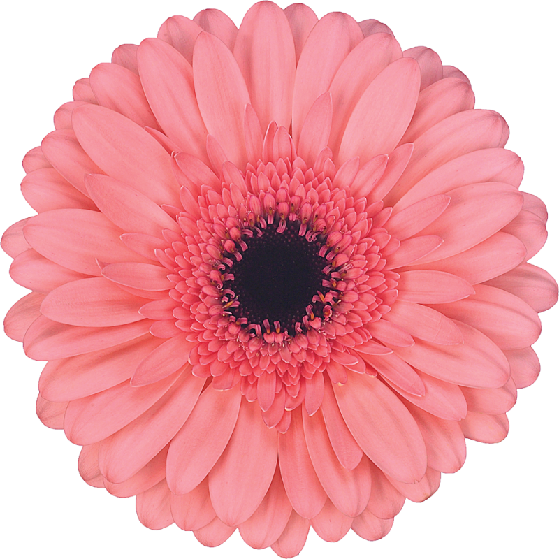 Scala gerbera | Florein Gerbera's