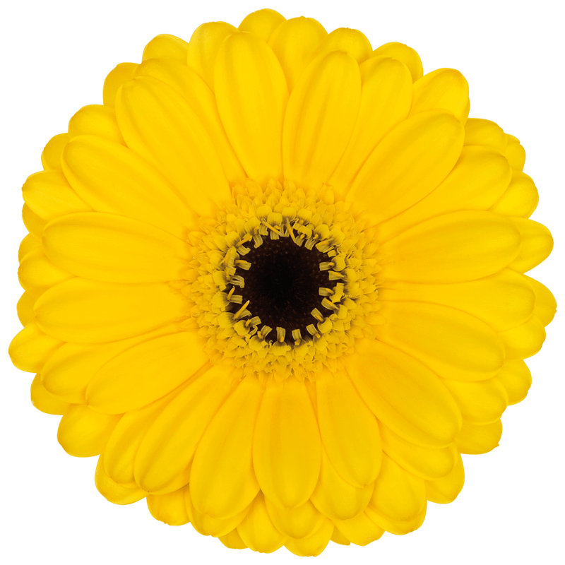 Packman Germini | Florein Gerbera's