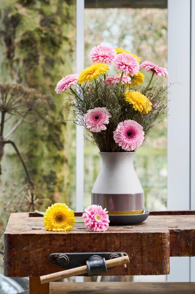 Wat maakt een Pomponi zo bijzonder? | Florein Gerbera's