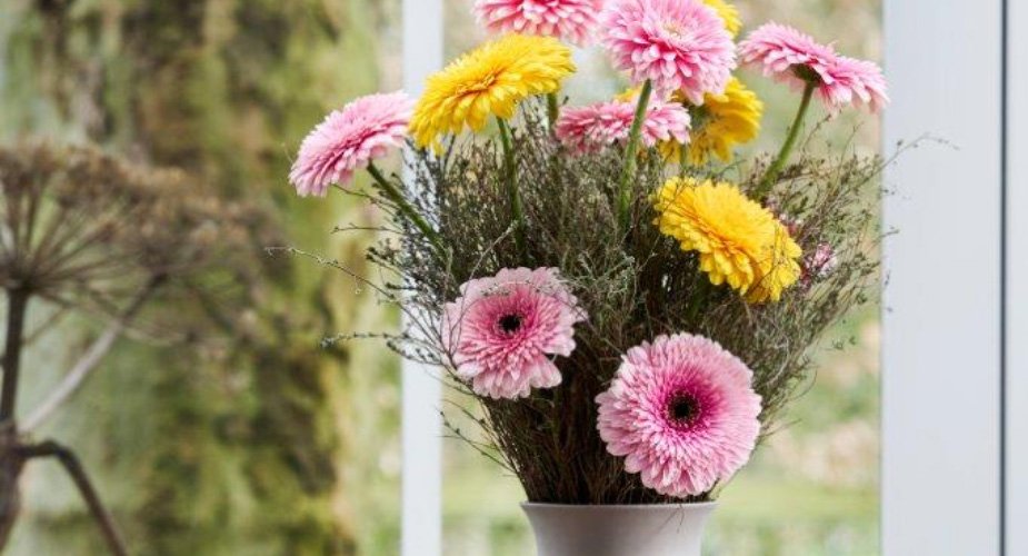 Wat maakt een Pomponi zo bijzonder? | Florein Gerbera's