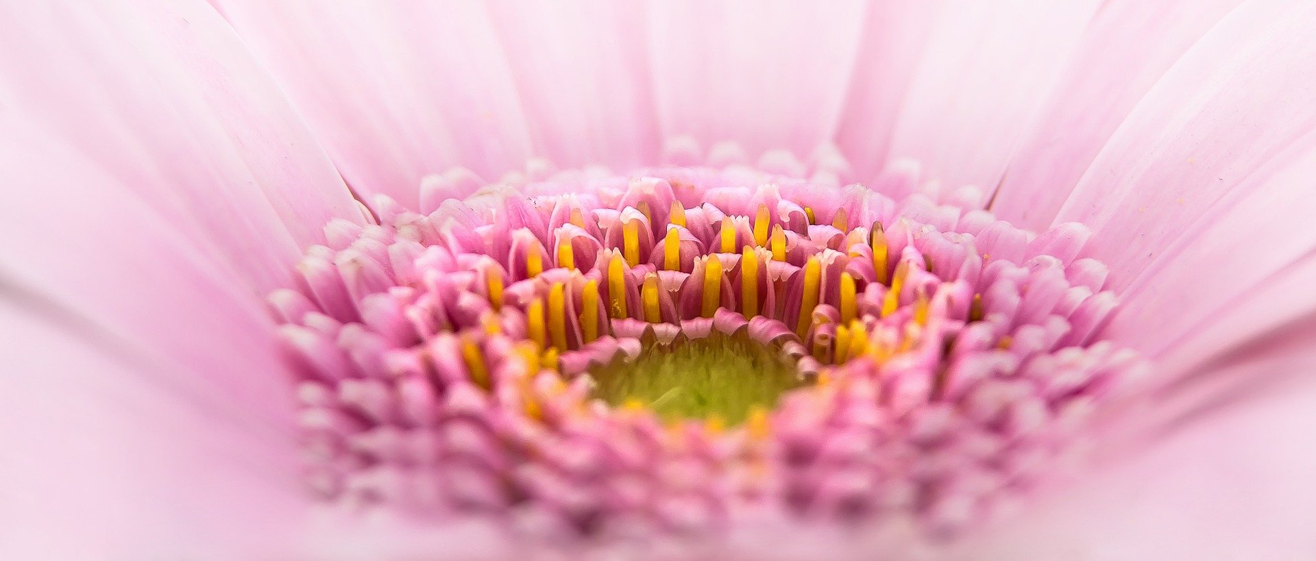 gerbera-diamond-verpakking-banner-florein-gerbera