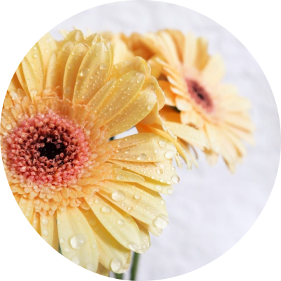 Bloemen van de kweker online bestellen | Florein Gerbera's