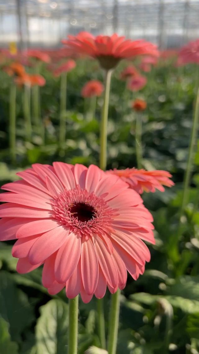 Every second of the day we enjoy the look of the gorgeous colorful gerberas.🌼  #floreingerbera #floreingerberas #gerberadaisy #gerberalover #gerberadaisies #gerberaarrangement #gerbera #gerberanursery