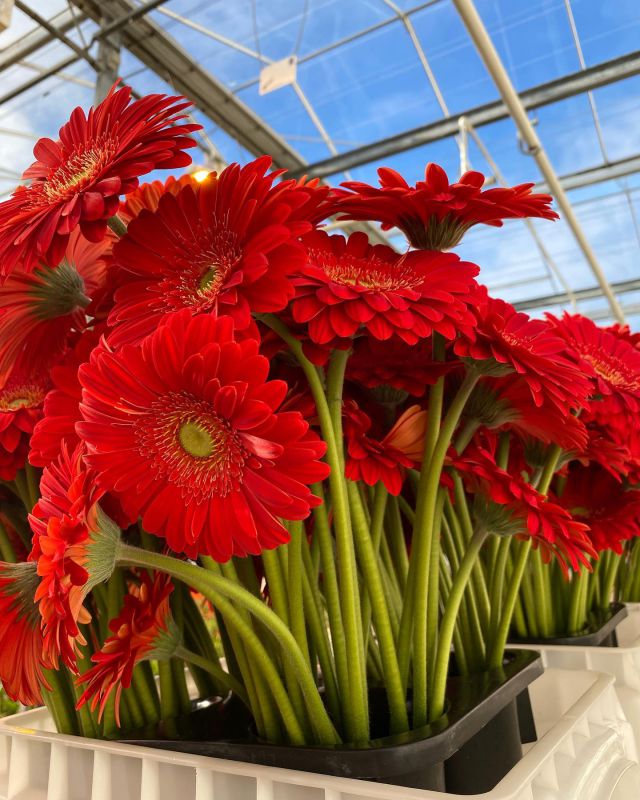 Perfection on a stem!😍 The joy fills you up only from looking at bright red gerberas❤️  #floreingerbera #floreingerberas #gerberadaisy #gerberalover #gerberadaisies #gerberaarrangement #gerbera #gerberanursery #redgerbera