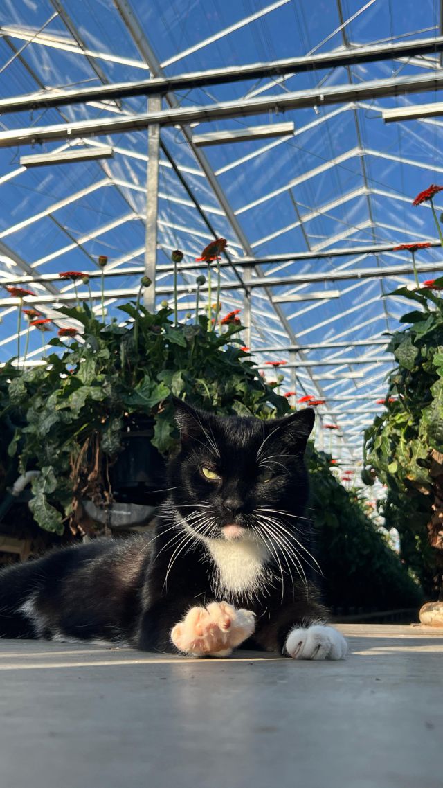 Our inspection professional regularly checks the quality and readiness of gerberas. Be sure to get the best product, as he can swear on his whiskers!🐈‍⬛  #floreingerbera #floreingerberas #gerberadaisy #gerberalover #gerberadaisies #gerberaarrangement #gerbera #gerberanursery